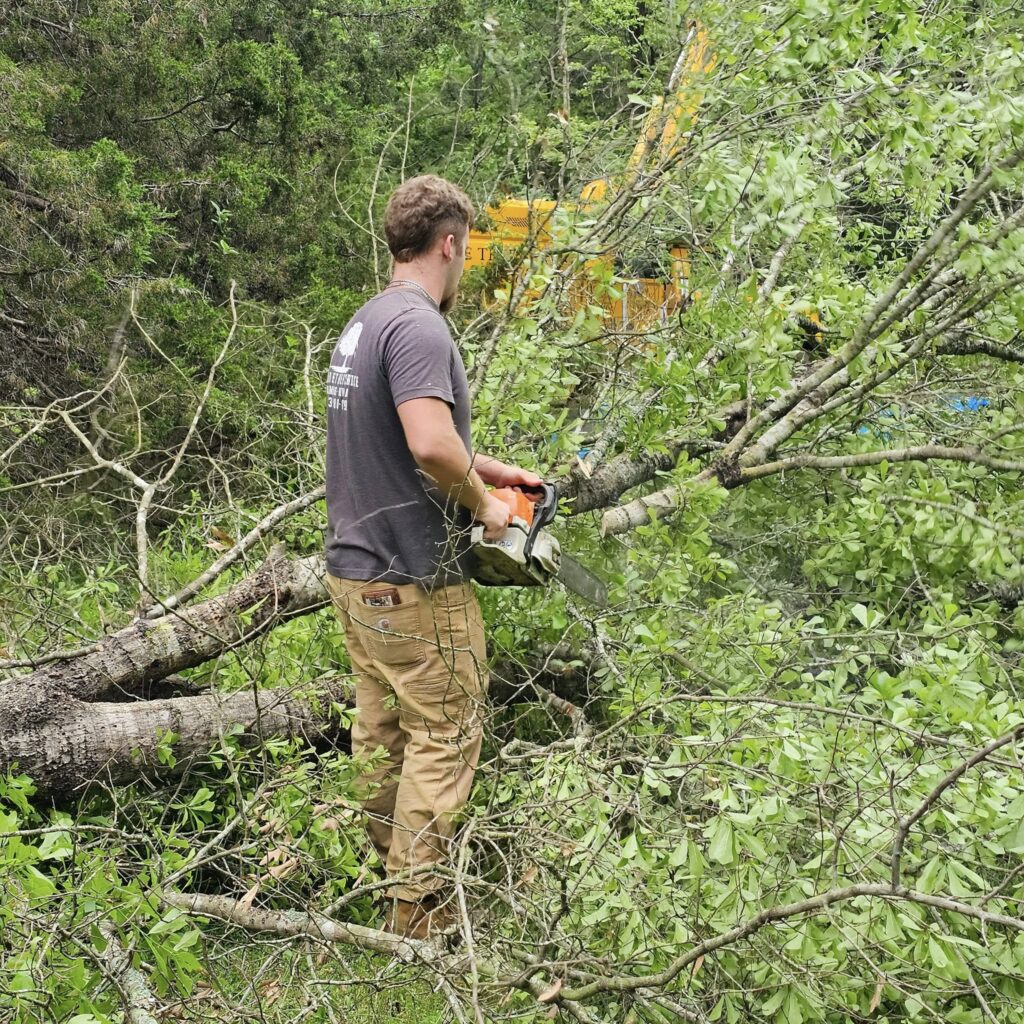 Best Tree Pruning Fruitvale TX | Local Tree Experts