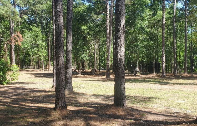 Tree Removal Fruitvale