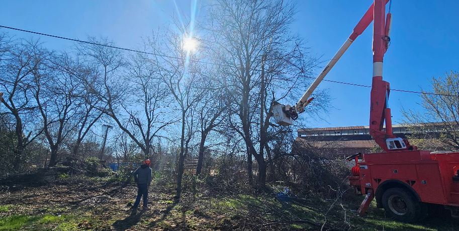 Tree Clearing Services East Texas: Why Professional Help Matters